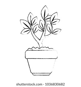 beautiful bonsai houseplant in pot