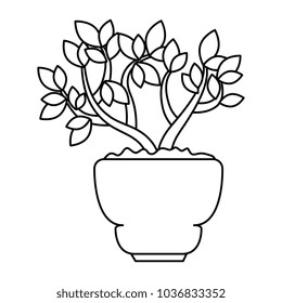 beautiful bonsai houseplant in pot