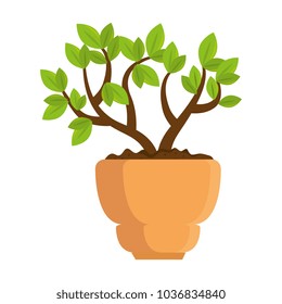 beautiful bonsai houseplant in pot