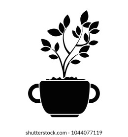 beautiful bonsai houseplant in pot