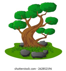 Beautiful bonsai tree isolated