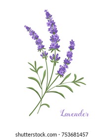 Beautiful boquet of violet lavender flowers. 