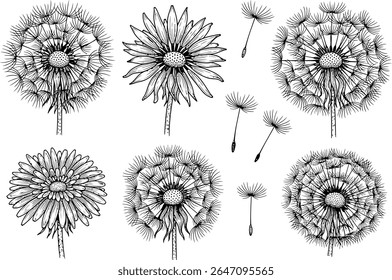 A beautiful botanical illustration of a dandelion and a daisy, with linework, creates a nature-inspired artistic composition with a detailed daisy image.