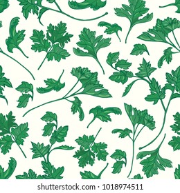 Beautiful botanical seamless pattern with green parsley leaves hand drawn on white background. Backdrop with aromatic herb, plant cultivated for culinary use. Natural colored vector illustration.