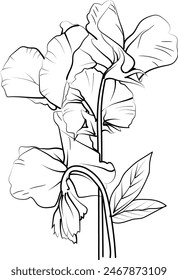 Beautiful botanical Sweet Peas illustration for coloring book or page, Sweet Peas flower sketch art hand drawn bouquet of floral isolated on white background, flower cluster drawing