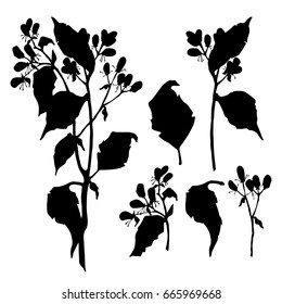 Beautiful botanical vector. Branchlets illustration with flowers. Isolated silhouette on white background