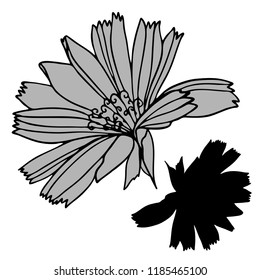Beautiful botanical vector with chicory flowers.Elements isolated on white background. In black and white style. Can be used for printing on paper, stickers, badges, bijouterie, tattoo.