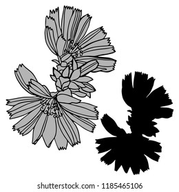 Beautiful botanical vector with chicory flowers.Elements isolated on white background. In black and white style. Can be used for printing on paper, stickers, badges, bijouterie, tattoo.