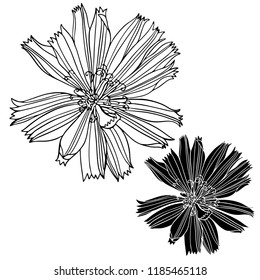 Beautiful botanical vector with chicory flowers.Elements isolated on white background. In black and white style. Can be used for printing on paper, stickers, badges, bijouterie, tattoo.