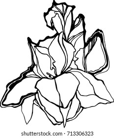 Beautiful botanical vector with flower iris . Black silhouettes on white background.