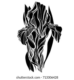 Beautiful botanical vector with flower iris . Black silhouettes on white background.