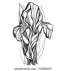 Beautiful botanical vector with flower iris . Black silhouettes on white background.