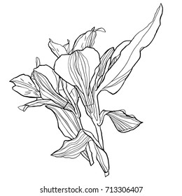 Beautiful botanical vector with flowers Alstroemeria. Black silhouettes on white background.