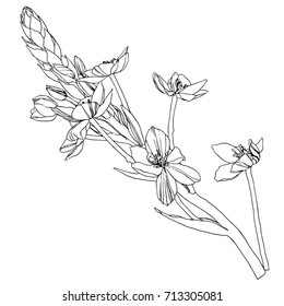 Beautiful botanical vector with flowers Star of bethlehem. Black silhouettes on white background.
