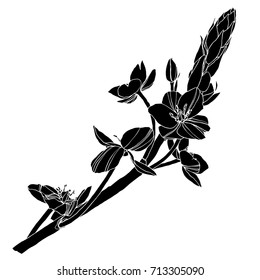 Beautiful botanical vector with flowers Star of bethlehem. Black silhouettes on white background.
