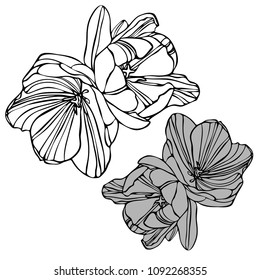 Beautiful botanical vector with flowers tulips. Black silhouettes on white background.