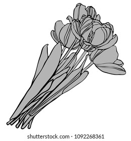 Beautiful botanical vector with flowers tulips. Black silhouettes on white background.