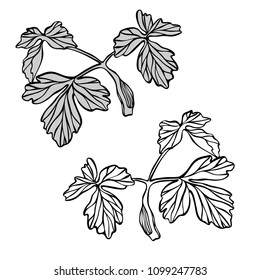 Beautiful botanical vector with flowers watershed. Black silhouettes on white background.