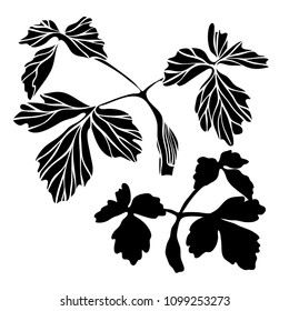 Beautiful botanical vector with flowers watershed. Black silhouettes on white background.