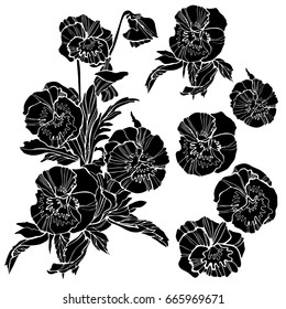 Beautiful botanical vector. Pansies illustration with flowers. Isolated silhouette on white background