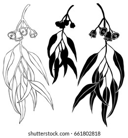 Beautiful botanical vector.Eucalyptus branch. Hand drawn.
Ingredient for hair and body care cream, lotion, treatment, moisture. Eucalyptus isolated on white background