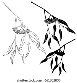 Beautiful botanical vector.Eucalyptus branch. Hand drawn.
Ingredient for hair and body care cream, lotion, treatment, moisture. Eucalyptus isolated on white background