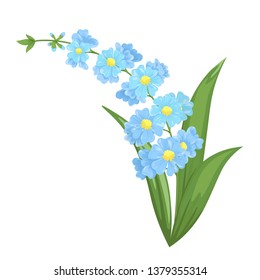 Beautiful bouquet of blooming forget-me-not flower isolated on white background closeup. Vector illustration.