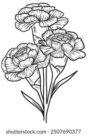 Beautiful bouquet of carnation flowers with leaves in black on white. Hand drawn vector sketch illustration in doodle engraved vintage line art style. Birth month flower, realistic botanical drawing