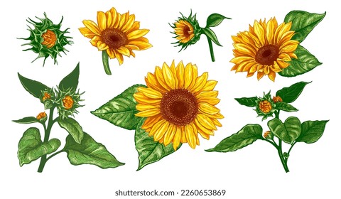 Beautiful bouquet of Helianthus. Collection of hand drawn colored Sunflowers. Vector illustration of plant elements for floral design. Sketch of wildflowers isolated on a white background. 