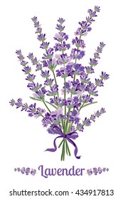 Beautiful bouquet of lavender flowers. Botanical illustrations are drawn by hand