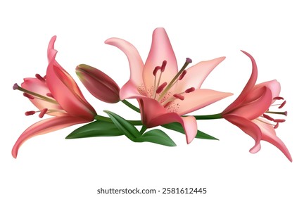 Beautiful bouquet of pink lilies. Flowers. Isolated. Green leaves. Bud.