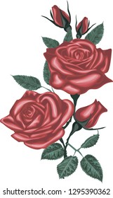Beautiful bouquet with red roses and leaves. Vector rose isolated on white.