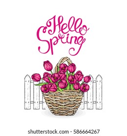 A beautiful bouquet of red tulips in a wicker basket. Vector illustration. Spring holiday. Postcard from 8 March or Easter.