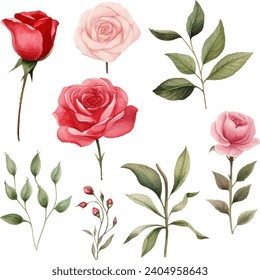 Beautiful bouquet rose flower illustration