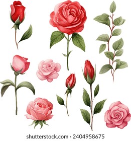 Beautiful bouquet rose flower illustration