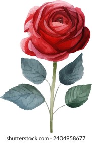 Beautiful bouquet rose flower illustration