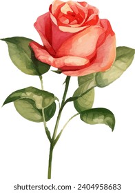 Beautiful bouquet rose flower illustration