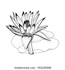 Beautiful bouquet water lily isolated. Hand drawn spring flowers. design greeting card, invitation of the wedding, birthday, Valentine's Day, earth day, spring day, mother's day