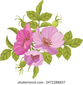 beautiful bouquet of wild roses, pink wild roses