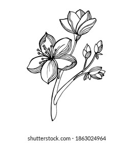 Beautiful branch of apple or sakura. Hand-drawn black and white image of sakura flowers isolated on white background.