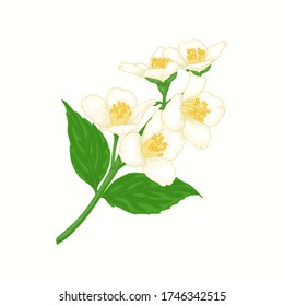 beautiful branch flower jasmine cartoon watercolour style isolated on white background. Hand-draw branch flowers. Design element for greeting card and invitation. Vector illustration.