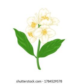 beautiful branch flower jasmine cartoon watercolour style isolated on white background. Hand-draw branch flowers. Design element for greeting card and invitation. Vector illustration.