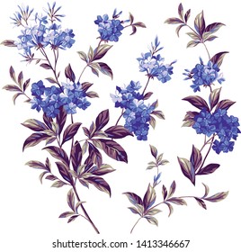 beautiful branches of the Phlox in bloom