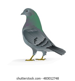 Beautiful breeding bird Carrier pigeon domestic sports bird vector illustration