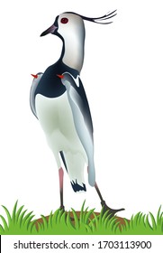 Beautiful bright bird in the meadow