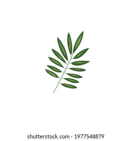 beautiful bright green summer colored tropical leaf on white background