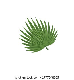 beautiful bright green summer colored tropical leaf on white background