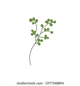 beautiful bright green summer colored tropical leaf on white background