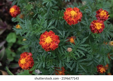 Beautiful bright orange African marigold flower photo vector