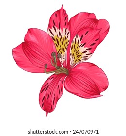 Beautiful bright pink alstroemeria with watercolor effect isolated on white background